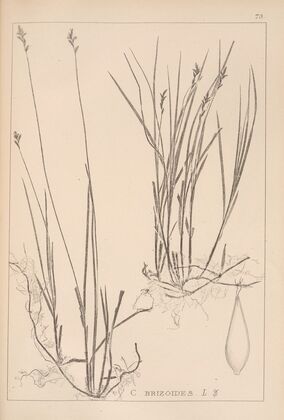 Herbier de la flore française Pl.1244