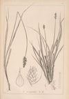 Herbier de la flore française Pl.1245