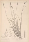 Herbier de la flore française Pl.1246