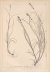 Herbier de la flore française Pl.1247