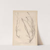 Herbier de la flore française Pl.1247 by Louis Antoine Cusin