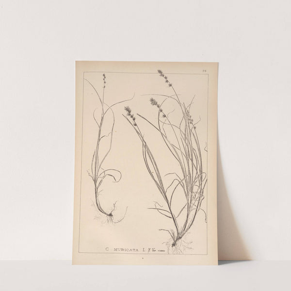 Herbier de la flore française Pl.1247 by Louis Antoine Cusin