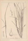 Herbier de la flore française Pl.1250