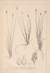 Herbier de la flore française Pl.1252