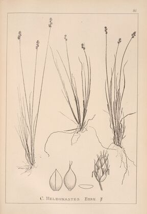 Herbier de la flore française Pl.1252