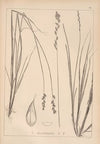 Herbier de la flore française Pl.1253