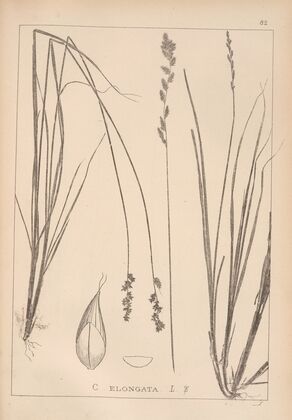 Herbier de la flore française Pl.1253
