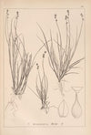 Herbier de la flore française Pl.1255