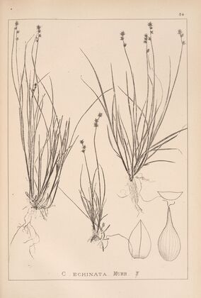 Herbier de la flore française Pl.1255