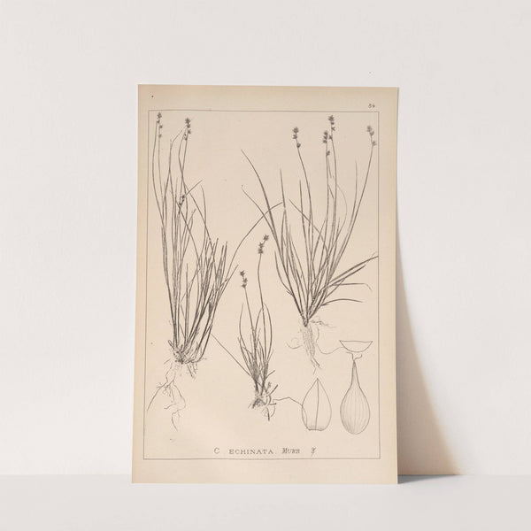 Herbier de la flore française Pl.1255 by Louis Antoine Cusin