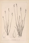 Herbier de la flore française Pl.1256