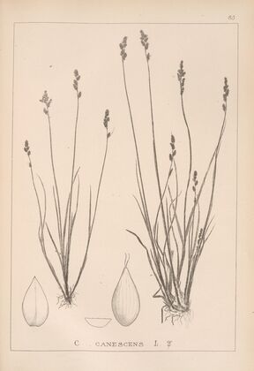 Herbier de la flore française Pl.1256
