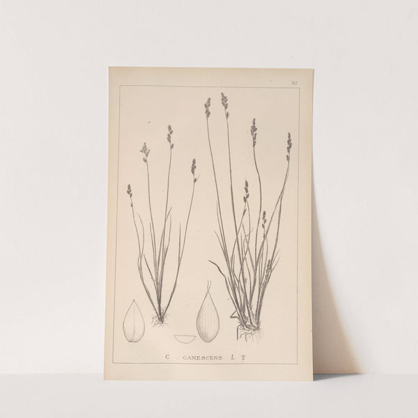 Herbier de la flore française Pl.1256 by Louis Antoine Cusin