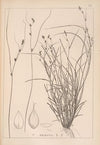 Herbier de la flore française Pl.1257