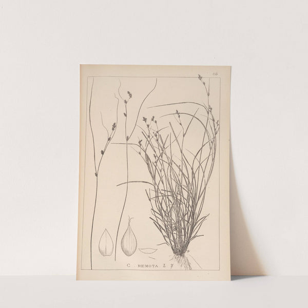 Herbier de la flore française Pl.1257 by Louis Antoine Cusin