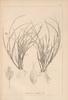 Herbier de la flore française Pl.1258