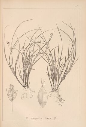 Herbier de la flore française Pl.1258