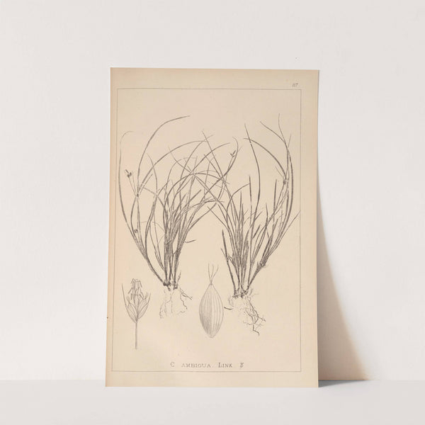 Herbier de la flore française Pl.1258 by Louis Antoine Cusin
