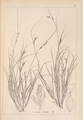 Herbier de la flore française Pl.1259