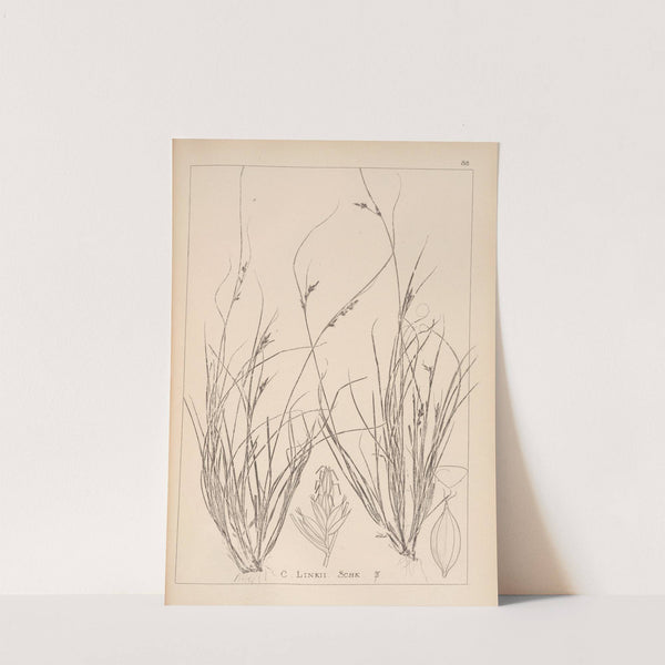 Herbier de la flore française Pl.1259 by Louis Antoine Cusin