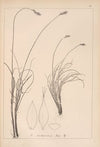 Herbier de la flore française Pl.1260