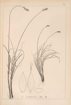 Herbier de la flore française Pl.1260