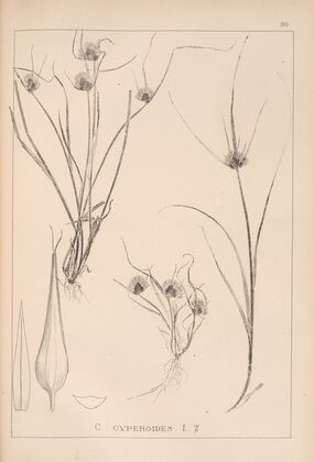 Herbier de la flore française Pl.1261