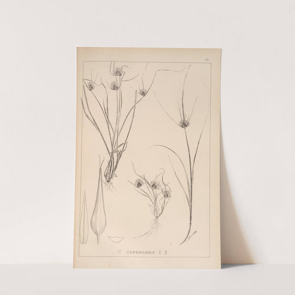 Herbier de la flore française Pl.1261 by Louis Antoine Cusin