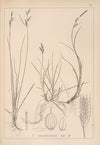 Herbier de la flore française Pl.1263