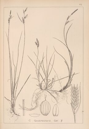 Herbier de la flore française Pl.1263