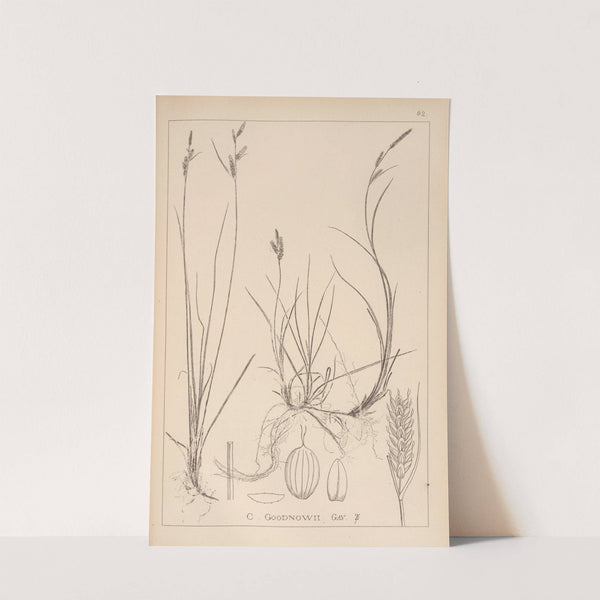 Herbier de la flore française Pl.1263 by Louis Antoine Cusin