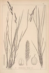 Herbier de la flore française Pl.1264