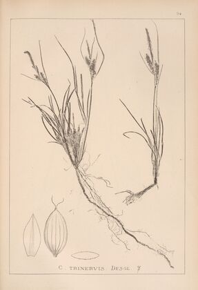 Herbier de la flore française Pl.1265