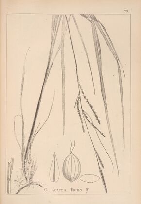 Herbier de la flore française Pl.1266