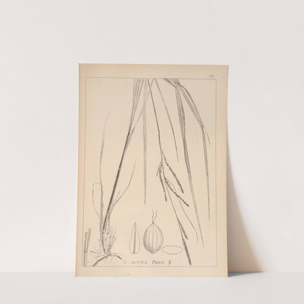 Herbier de la flore française Pl.1266 by Louis Antoine Cusin