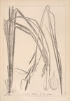 Herbier de la flore française Pl.1267