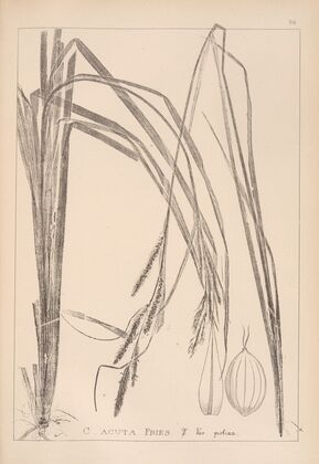 Herbier de la flore française Pl.1267