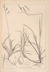 Herbier de la flore française Pl.1269