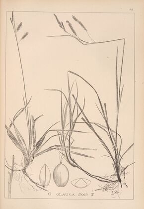 Herbier de la flore française Pl.1269
