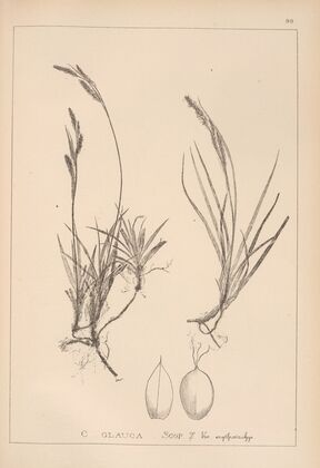 Herbier de la flore française Pl.1270 (1867-1876)