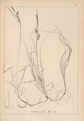 Herbier de la flore française Pl.1271