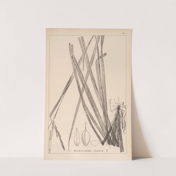 Herbier de la flore française Pl.1272 (1867-1876) by Louis Antoine Cusin