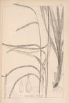 Herbier de la flore française Pl.1273