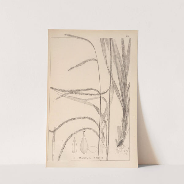 Herbier de la flore française Pl.1273 (1867-1876) by Louis Antoine Cusin