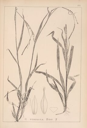 Herbier de la flore française Pl.1274 (1867-1876)