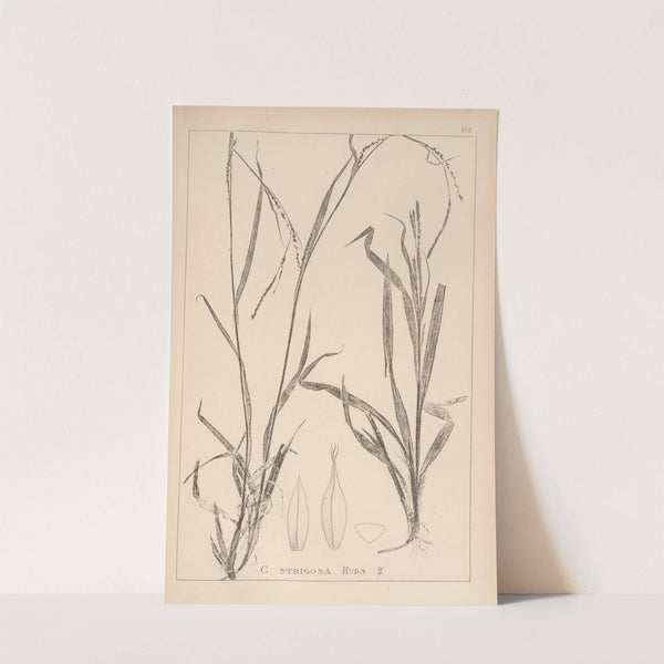 Herbier de la flore française Pl.1274 (1867-1876) by Louis Antoine Cusin
