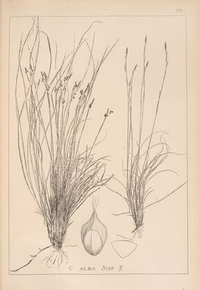 Herbier de la flore française Pl.1275 (1867-1876)