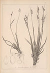 Herbier de la flore française Pl.1277 (1867-1876)