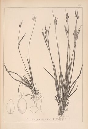 Herbier de la flore française Pl.1277 (1867-1876)
