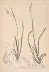 Herbier de la flore française Pl.1278 (1867-1876)